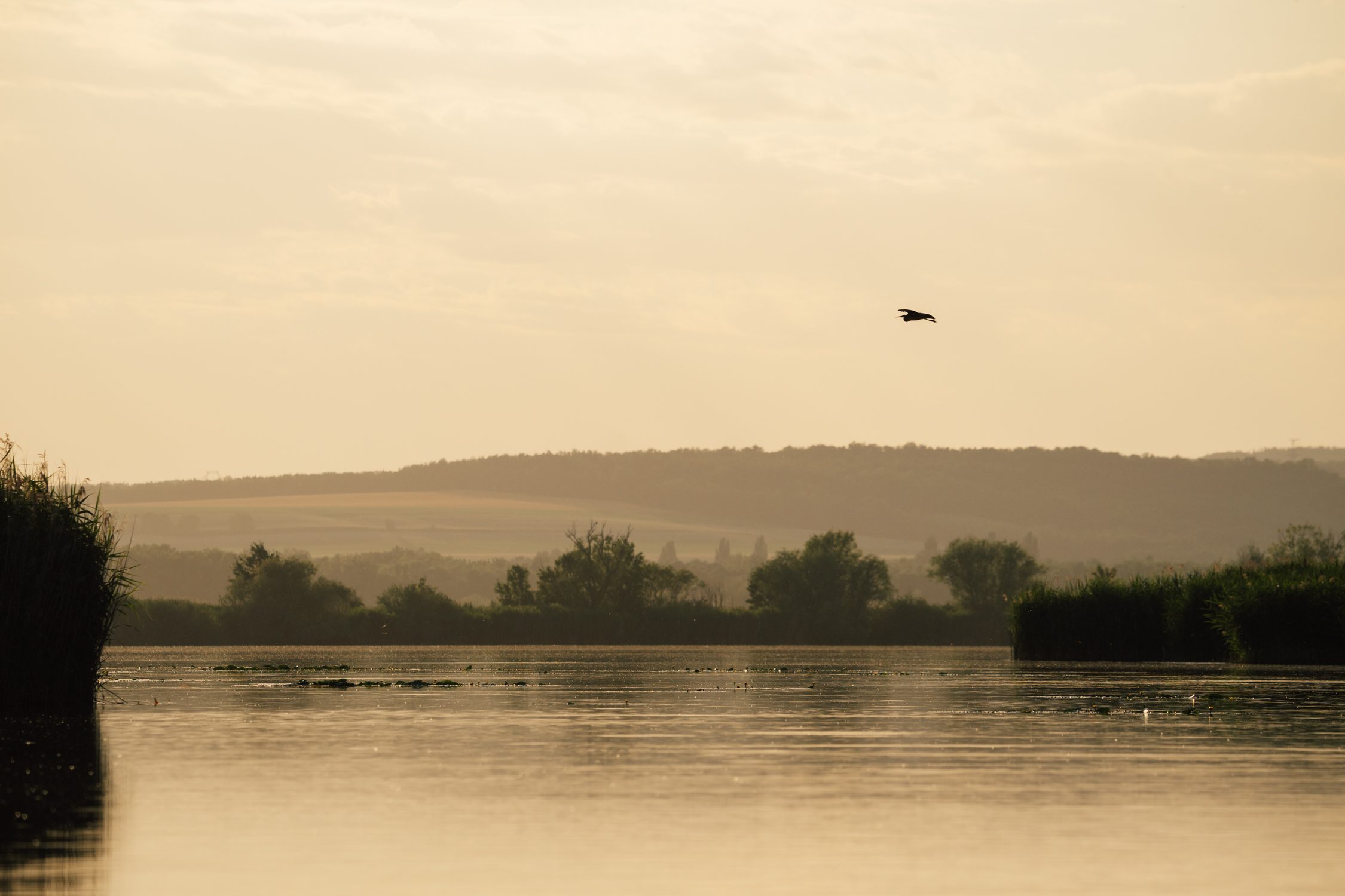 Kis-Balaton with a flying egret at sunset during a canoe tour, Balaton, Hungary
