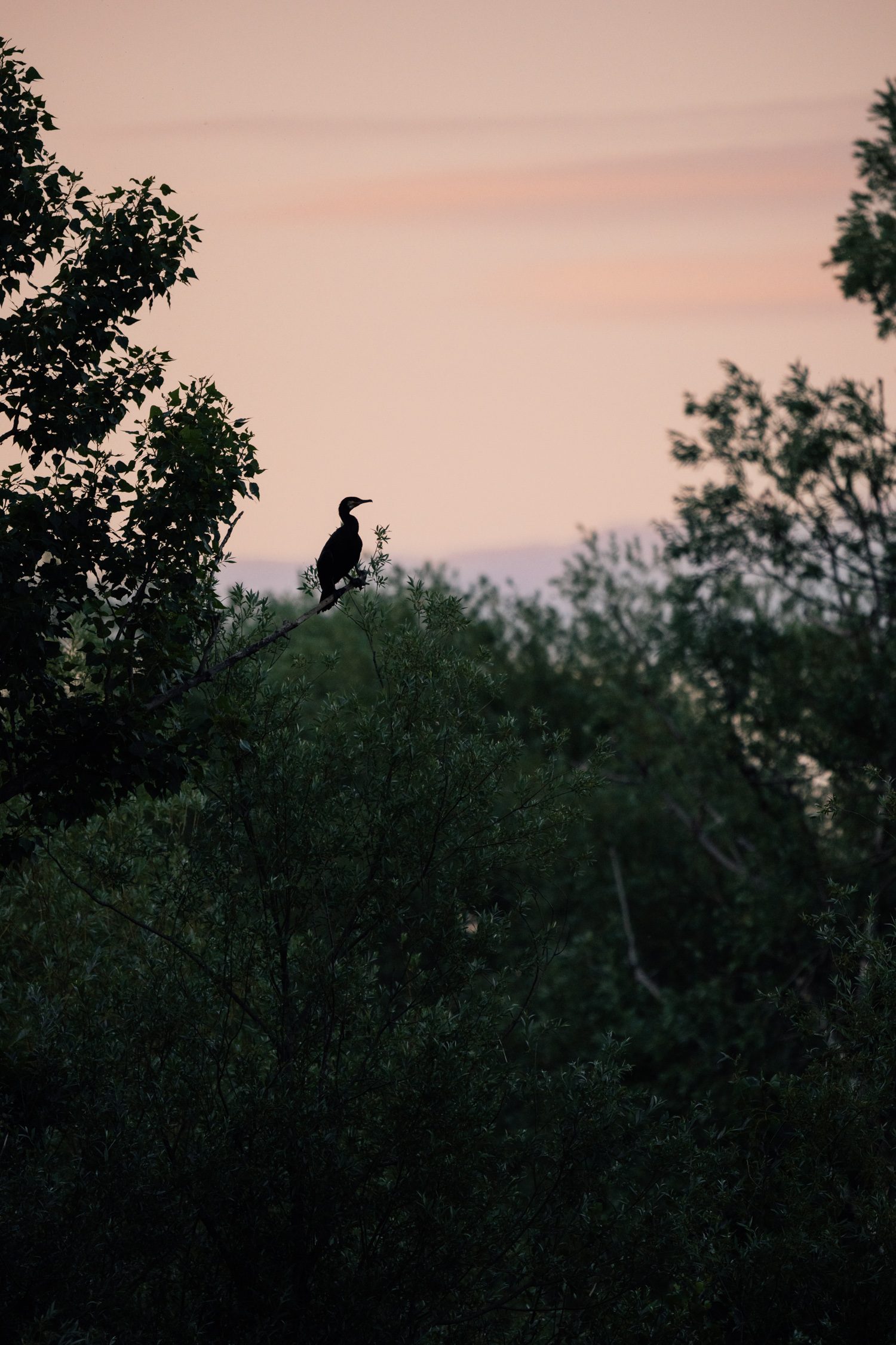 Cormorant at sunset at Kis-Balaton, Lake Balaton, Hungary