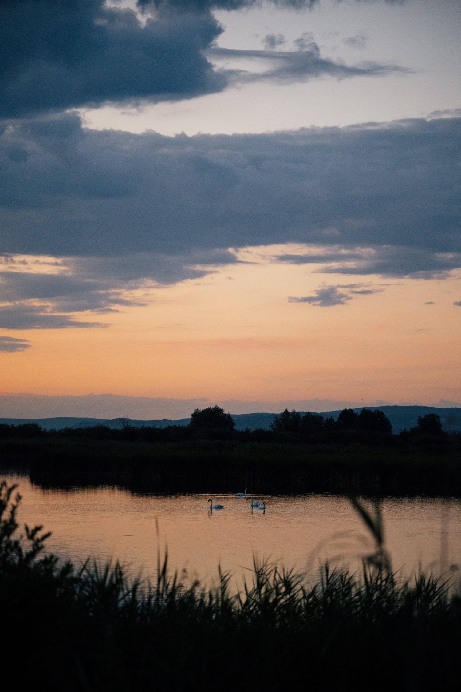 Swans at sunset at Kis-Balaton, Lake Balaton, Hungary