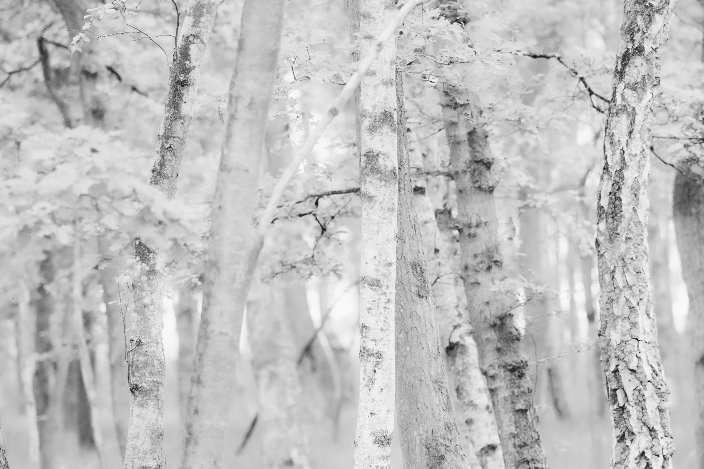 Horizonte Zingst environmental photography festival in Germany