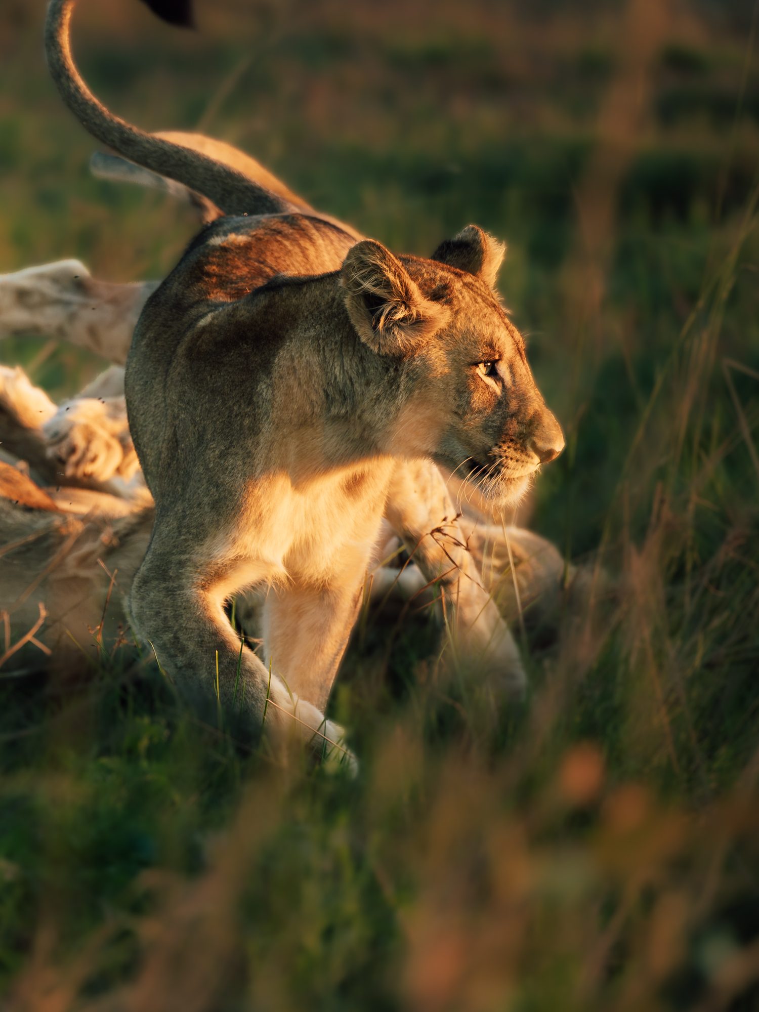 Lion at Liuwa Plain National Park Zambia