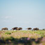 The second largest Wildebeest migration happens at Liuwa Plain National Park Zambia