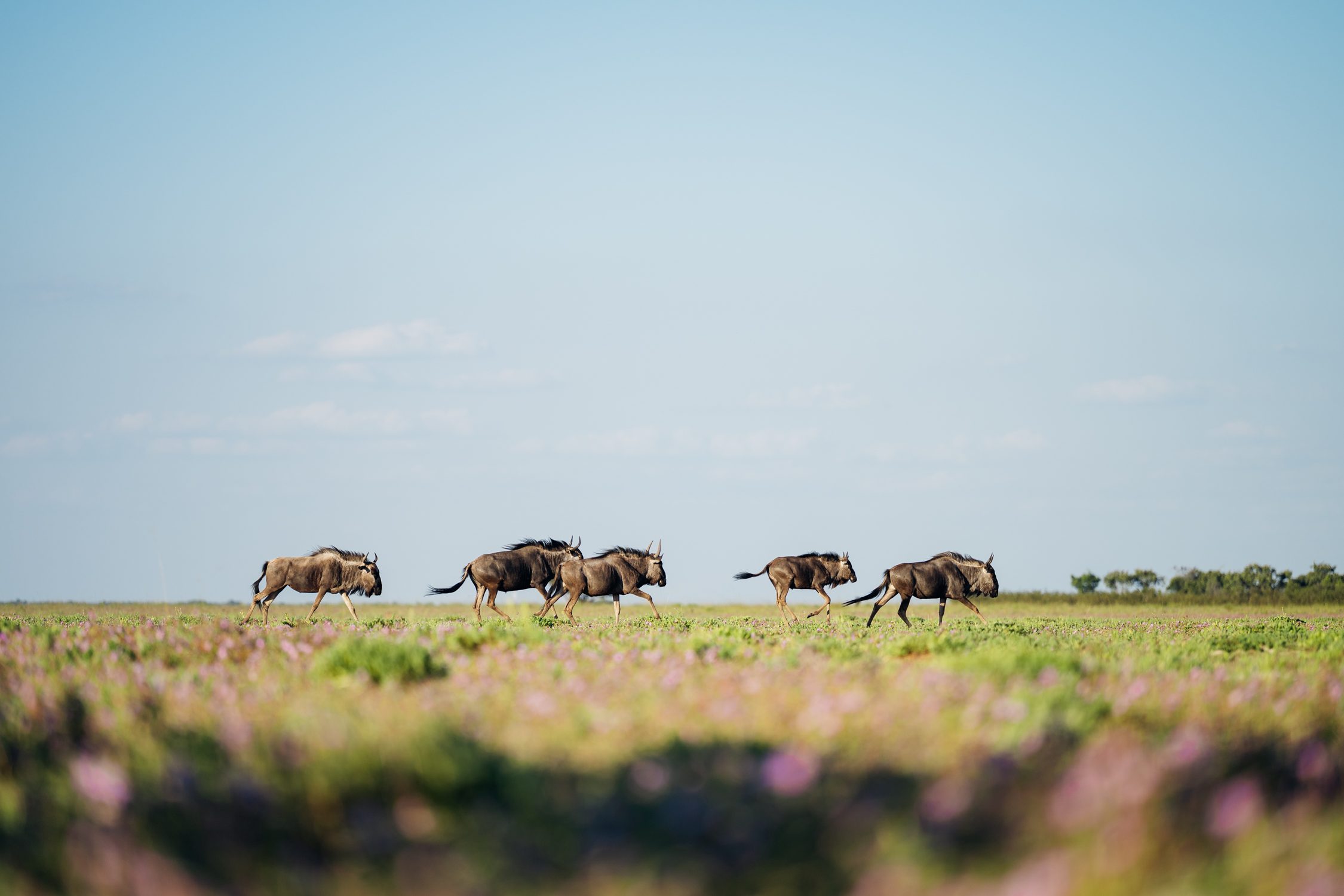 The second largest Wildebeest migration happens at Liuwa Plain National Park Zambia