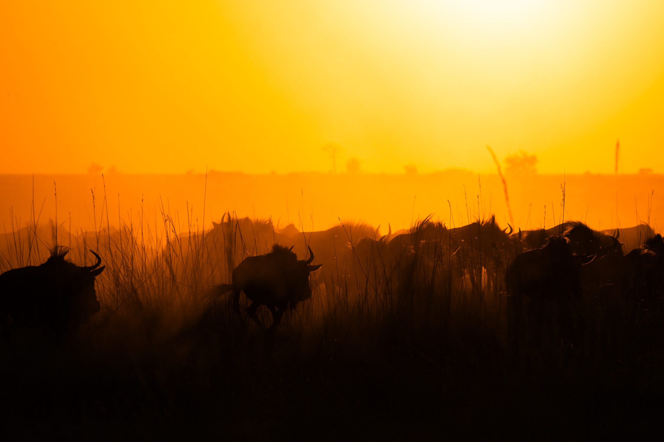 A huge herd of wildebeest in the sunset at Liuwa Plain National Park Zambia