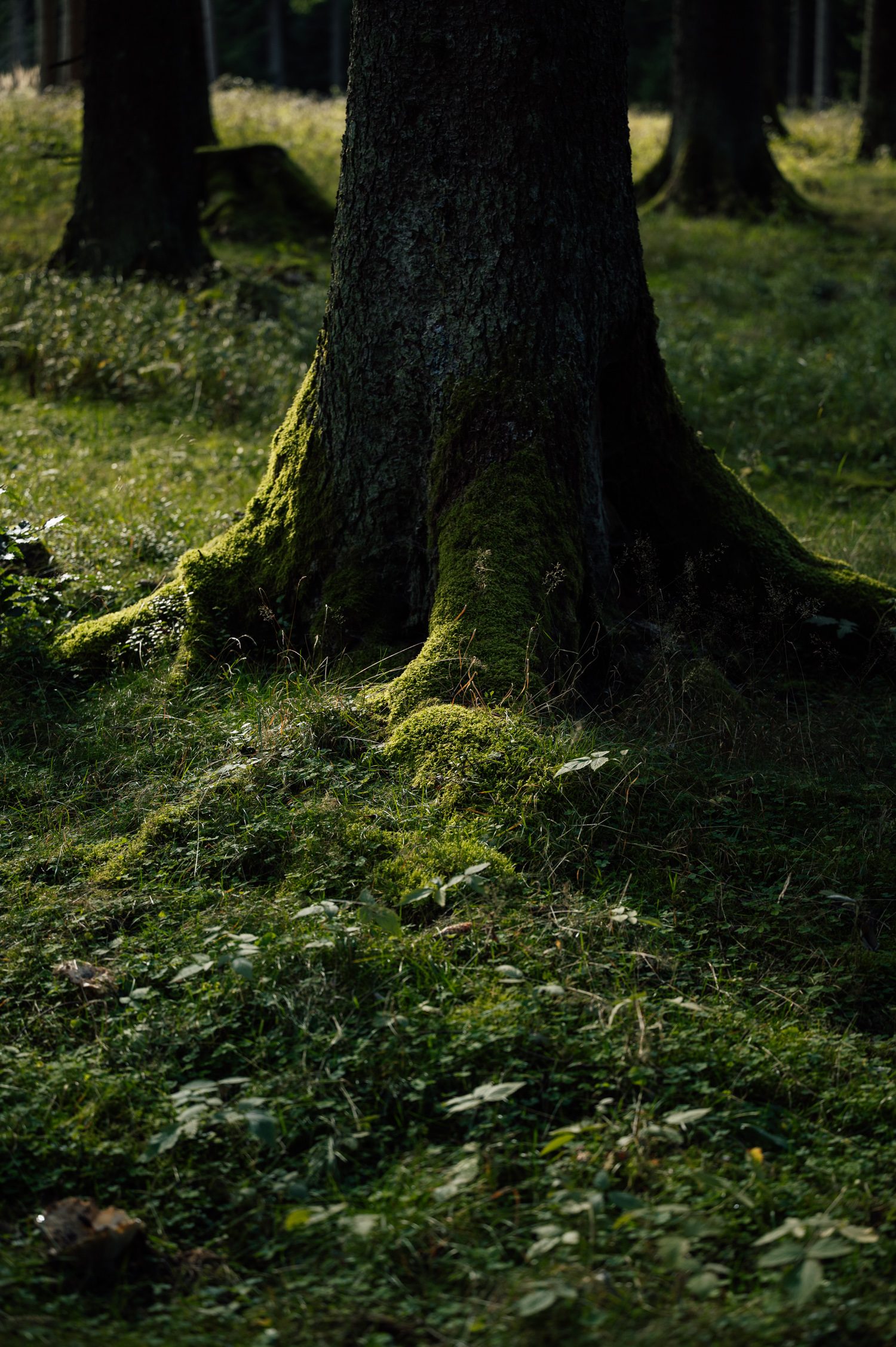 Thuringia forest in Germany