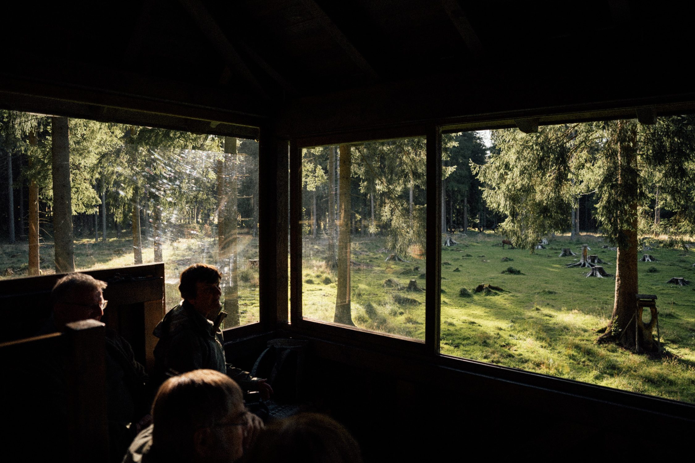 Observation hide to watch the red deer rut in the Thuringia forest in Germany