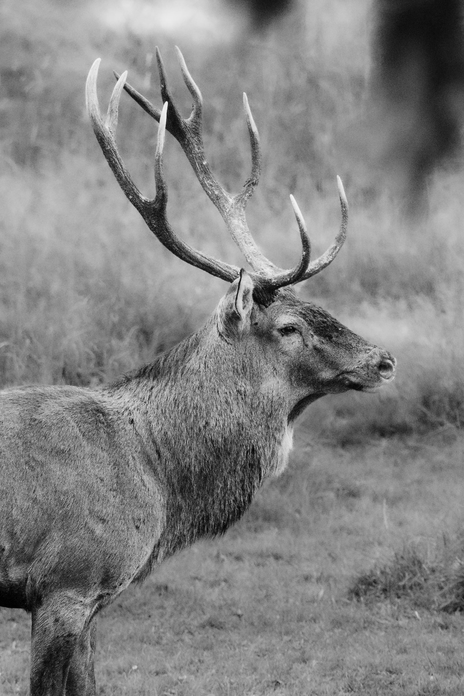 A red deer stag during the deer rut in the Thuringia forest in Germany