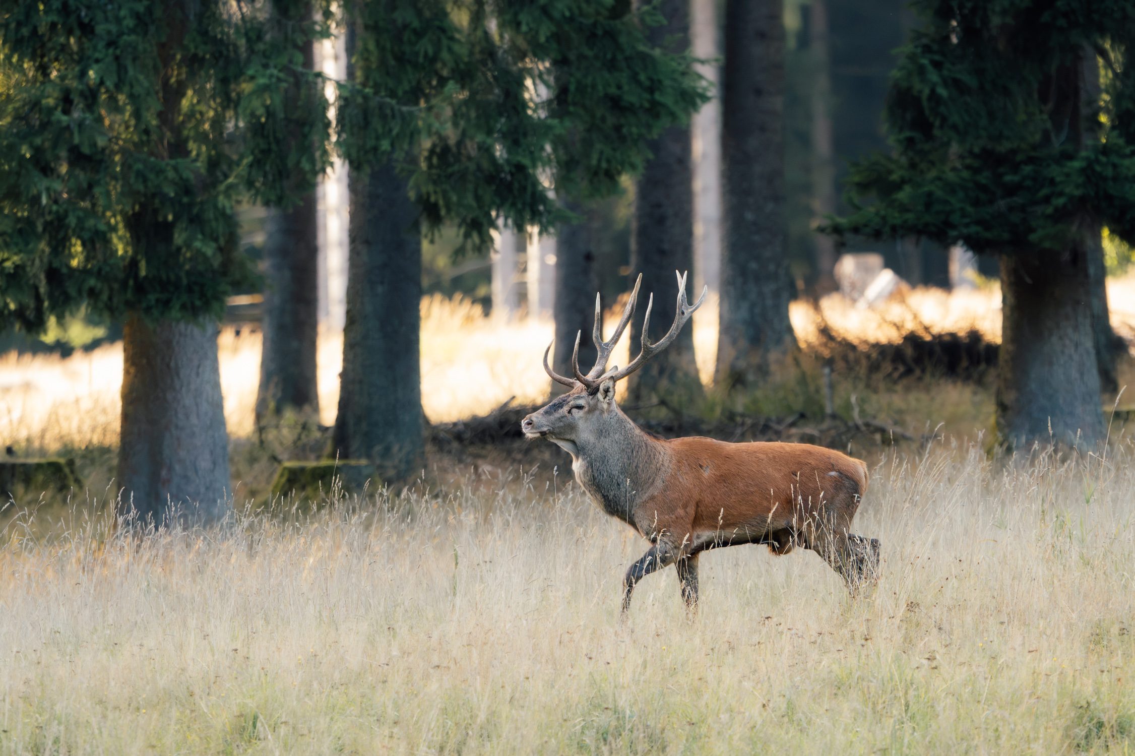 A red deer stag during the deer rut in the Thuringia forest in Germany