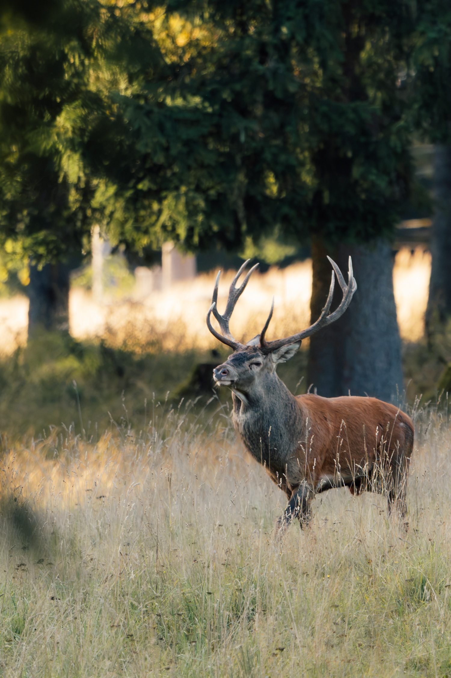 Red deer stag at Thuringia forest in Germany