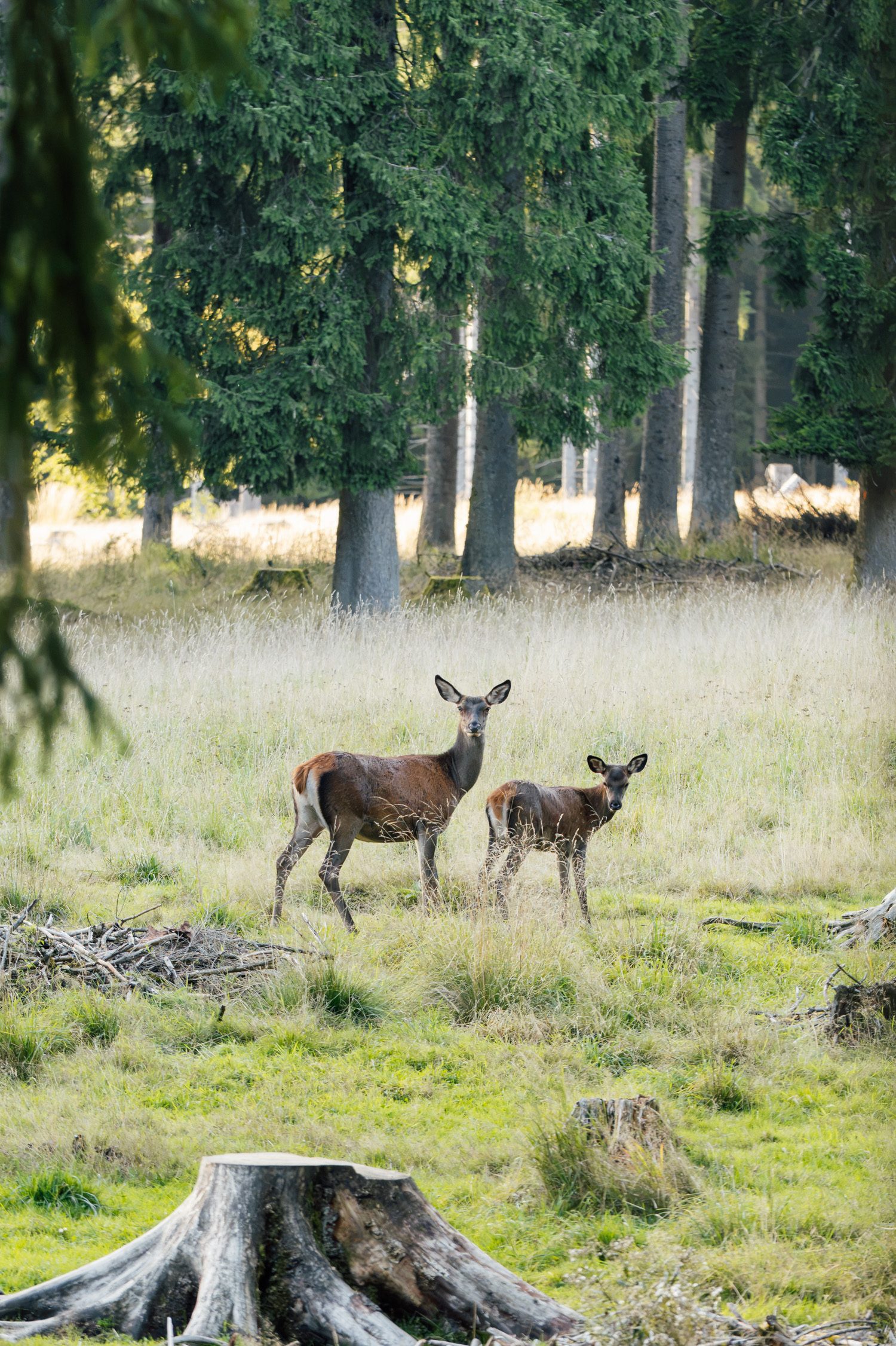 Red deer at Thuringia forest in Germany
