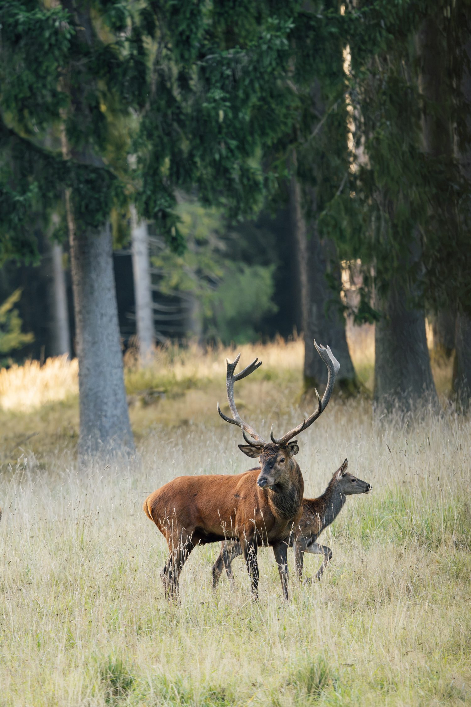 A red deer stag during the deer rut in the Thuringia forest in Germany