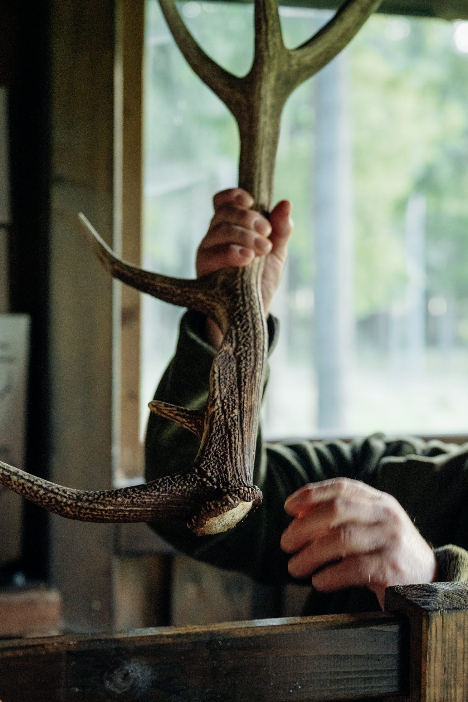 An antler presented by the ranger in the observation hut during the red deer rut in the Thuringia forest in Germany