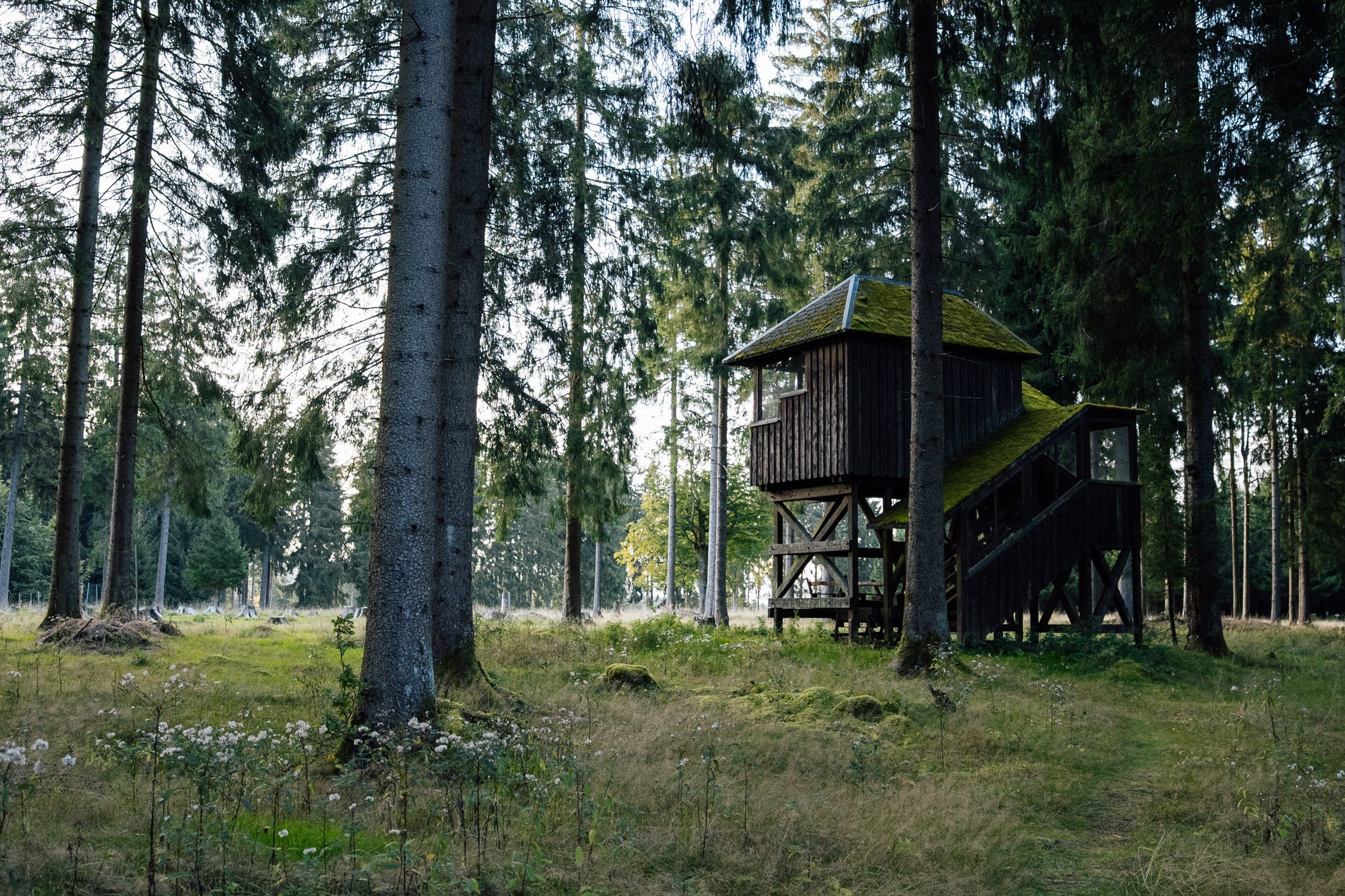 An observation hut to witness the red deer rut in the Thuringia forest in Germany