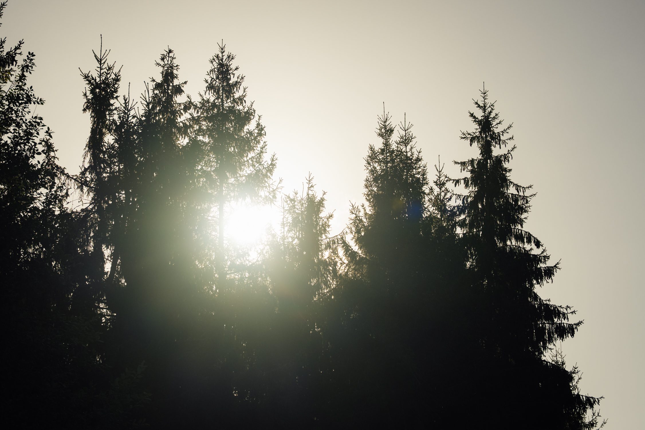 Spruce tree tips at sunset in Thuringia Forest Germany