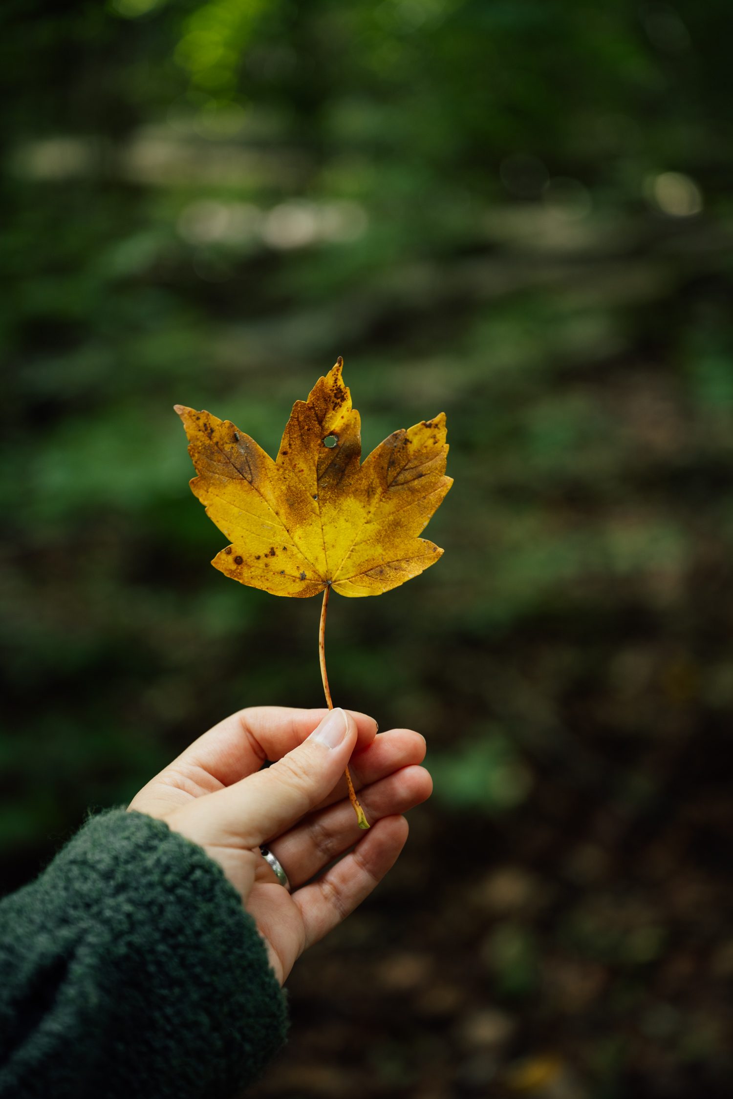 Fall foliage at Hainich National Park in Thuringia Germany