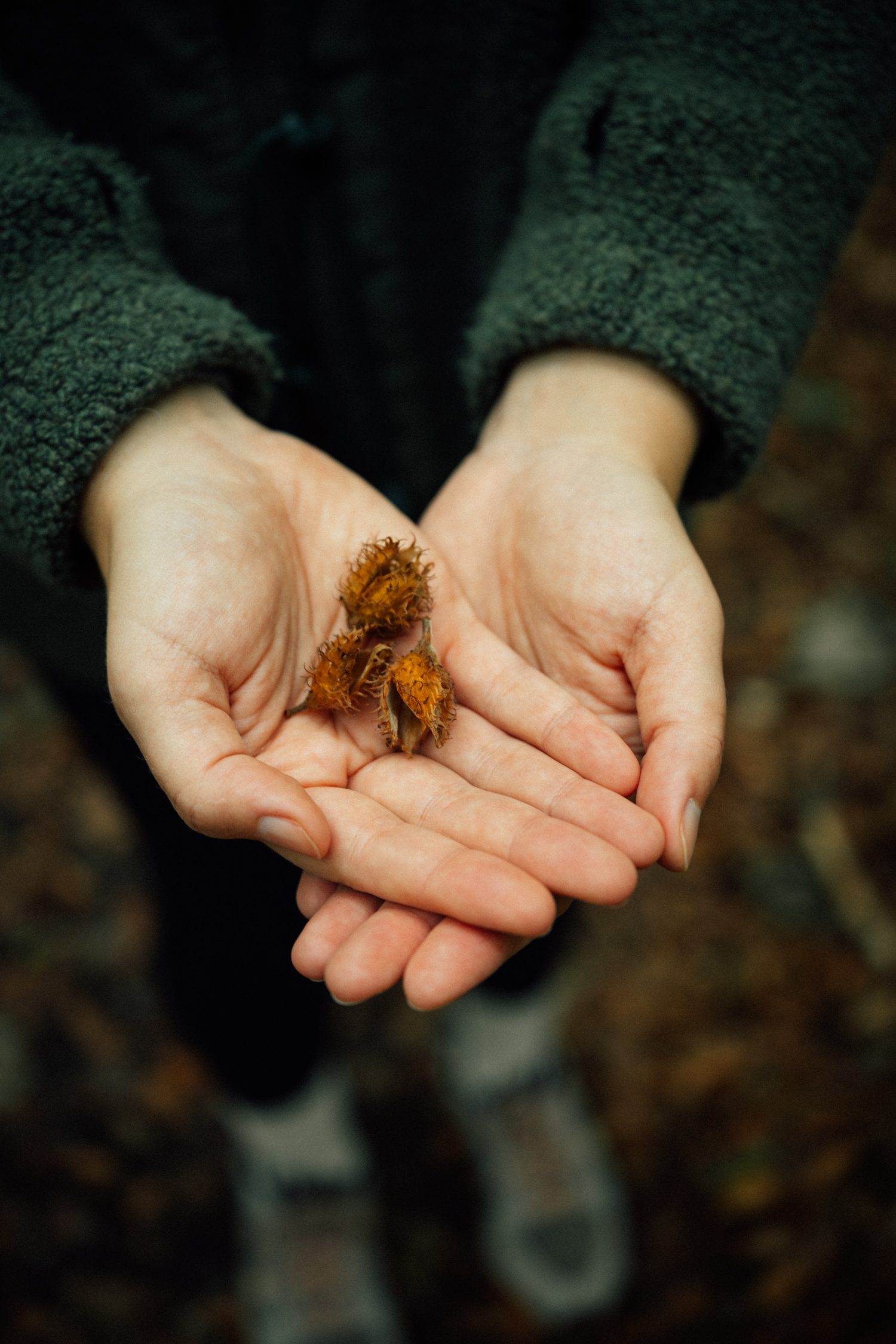 Shells of empty beechnuts that had fallen off the beech trees at Hainich National Park in Thuringia Germany