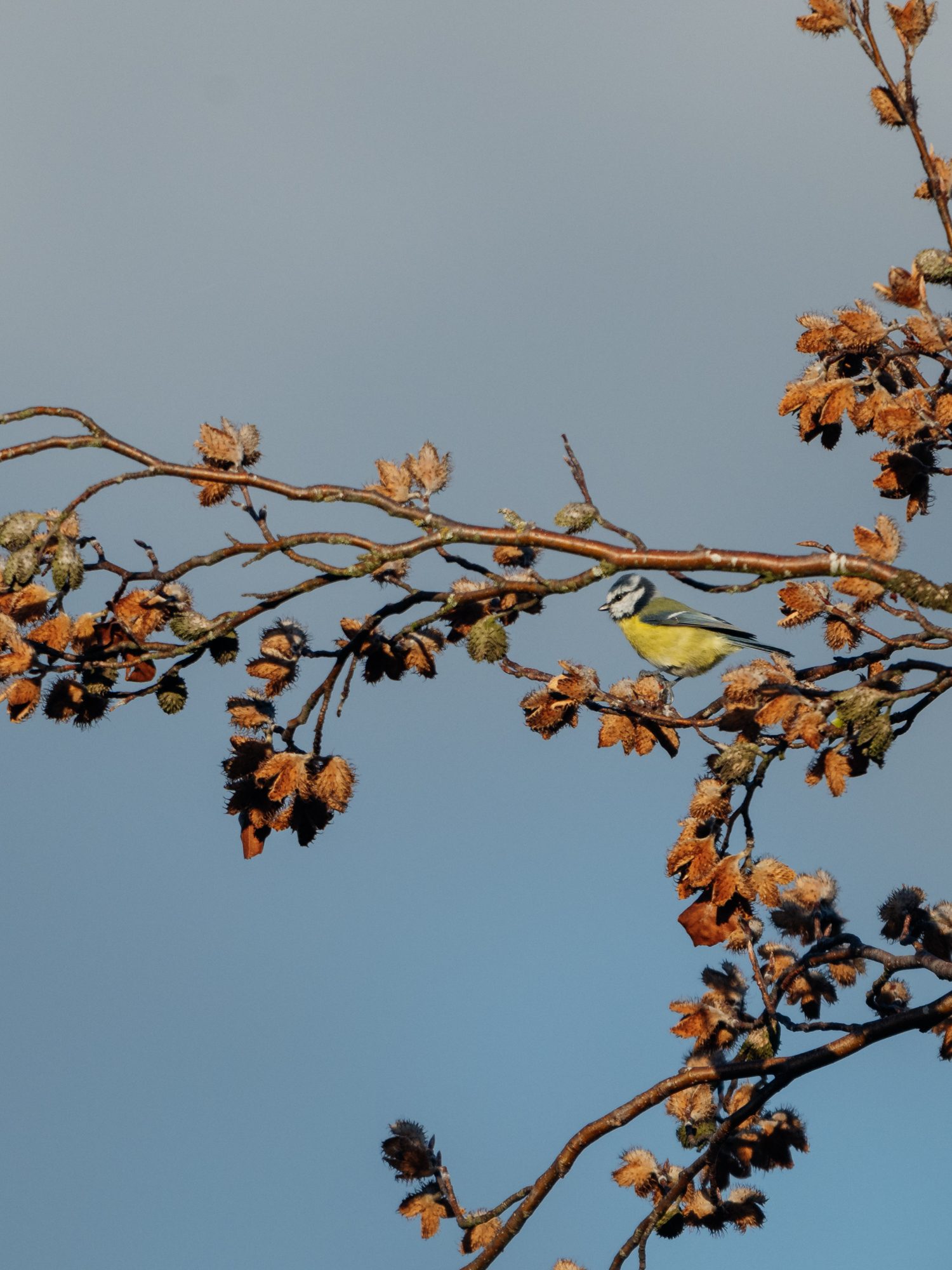 A blue tit sits in a beech tree in Thuringia Germany