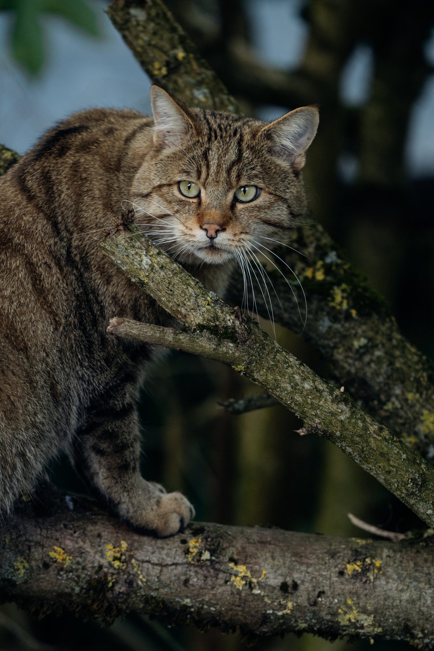 Eurasian wild cat at Wildkatzendorf Hütscheroda in Thuringia Germany