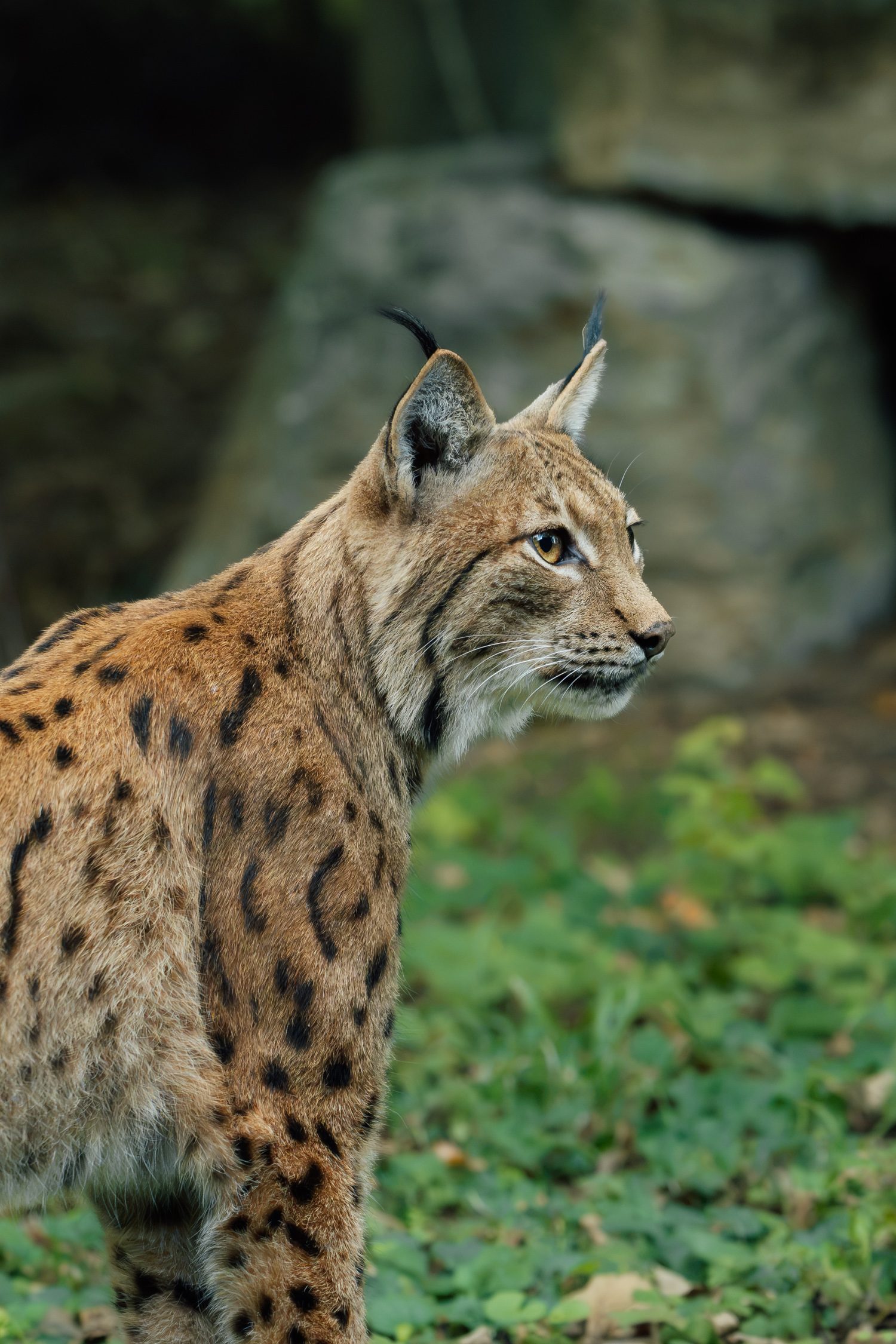 Lynx at Wildkatzendorf Hütscheroda in Thuringia Germany