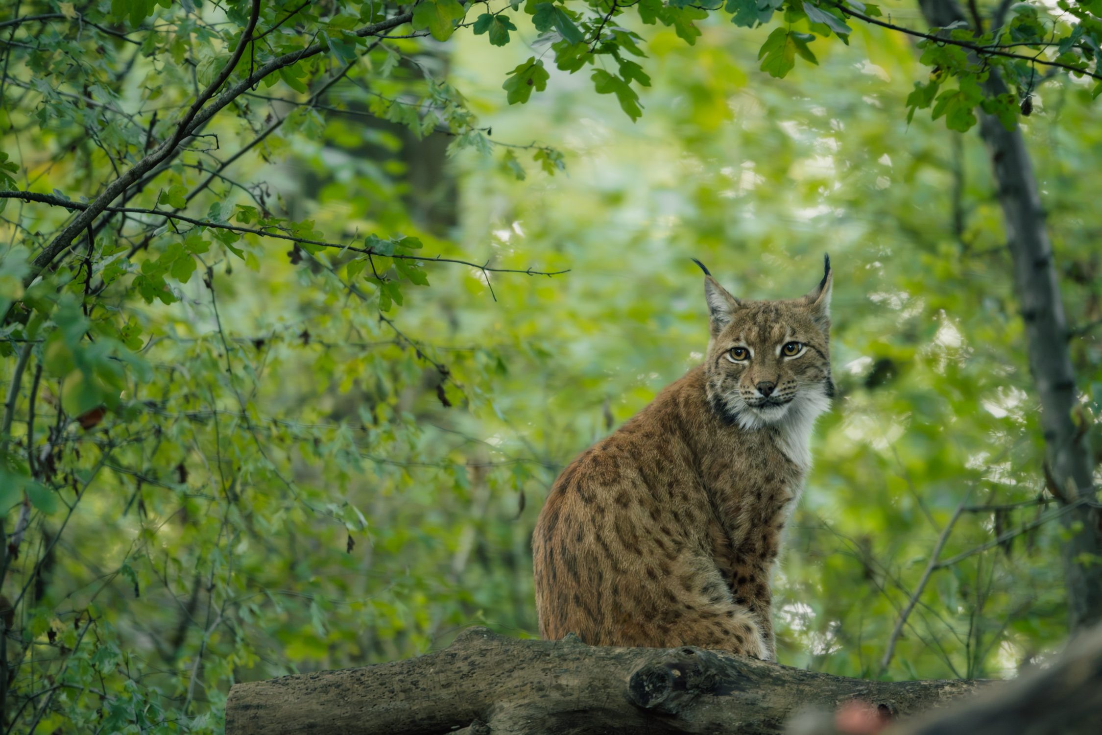 Lynx at Wildkatzendorf Hütscheroda in Thuringia Germany