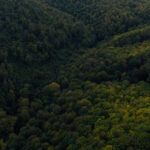 Large expanses of forest cover Thuringia, Germany
