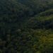 Large expanses of forest cover Thuringia, Germany