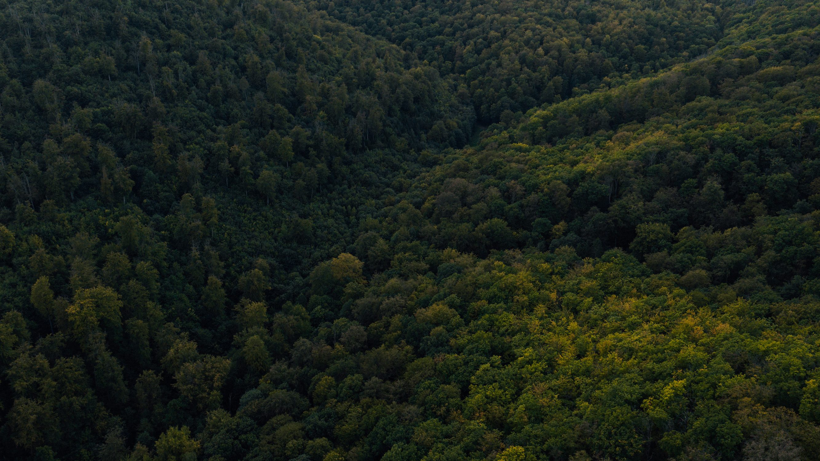 Large expanses of forest cover Thuringia, Germany