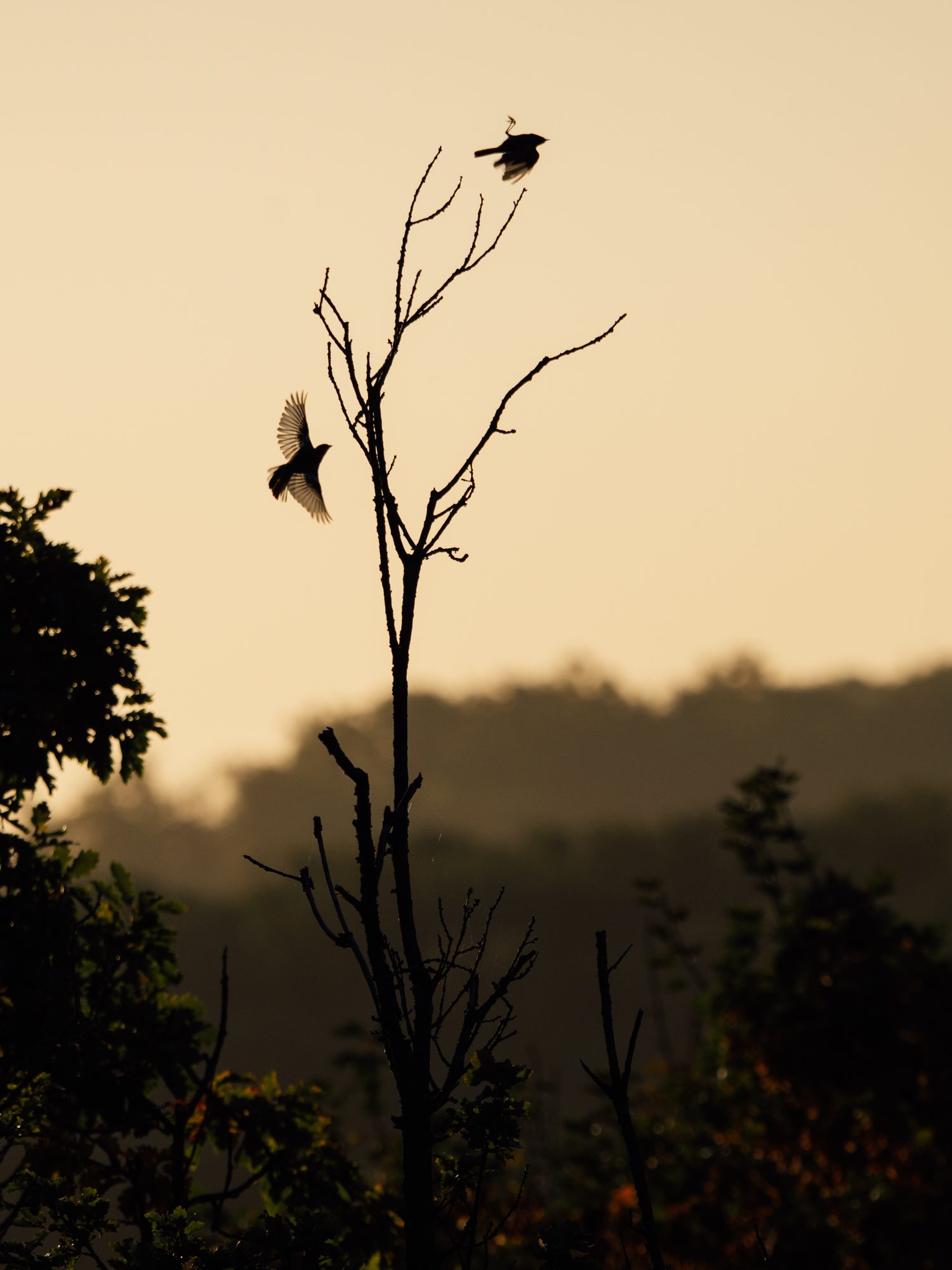 Autumn scenes in Thuringia, Germany as two birds race each other