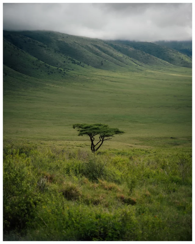 Let’s kick off the Tanzania series! 🇹🇿
(On safari with @unikat.afrika and @couchsafaripodcast | Advertisement).  I’ve been back home from Tanzania for a few days and have managed to sort through some of the 8,000+ photos I took on this trip—so here are a first few! ☺️  Photographically I was very excited to explore Tanzania during the peak of the rainy season; when there’s dramatic clouds building in the sky and there’s much less tourists visiting the country.  I’ve never been to Tanzania before, because I was always afraid the northern circuit would be much too busy for me—especially after having spent much time in other African countries with less developed national parks.  So April was the right choice to avoid congested parks and sightings with dozens of cars around. Also we were quite lucky with the weather and had mostly clear days!  Our first stop was the famous Ngorongoro Crater, a UNESCO world heritage and the world’s largest unbroken, unflooded, volcanic caldera.  In the main season the crater can get incredibly busy, but in April we had sightings like the black rhino mother and calf and the serval cat (the first I’ve ever seen in my life!!) all to ourselves 😍✨  Nearly 30,000 mammals live in the crater year-round, and we got to see hundreds of wildebeest and zebra, large herds of buffalo and were even treated to a sighting of an impressive large male lion feeding on a zebra carcass along two females.  Of course the crater cannot be compared to national parks that are much wilder and less developed, but I wouldn’t have wanted to miss it as a kick-off to our Tanzania trip—the landscapes alone are a sight to behold!  Stay tuned for more.