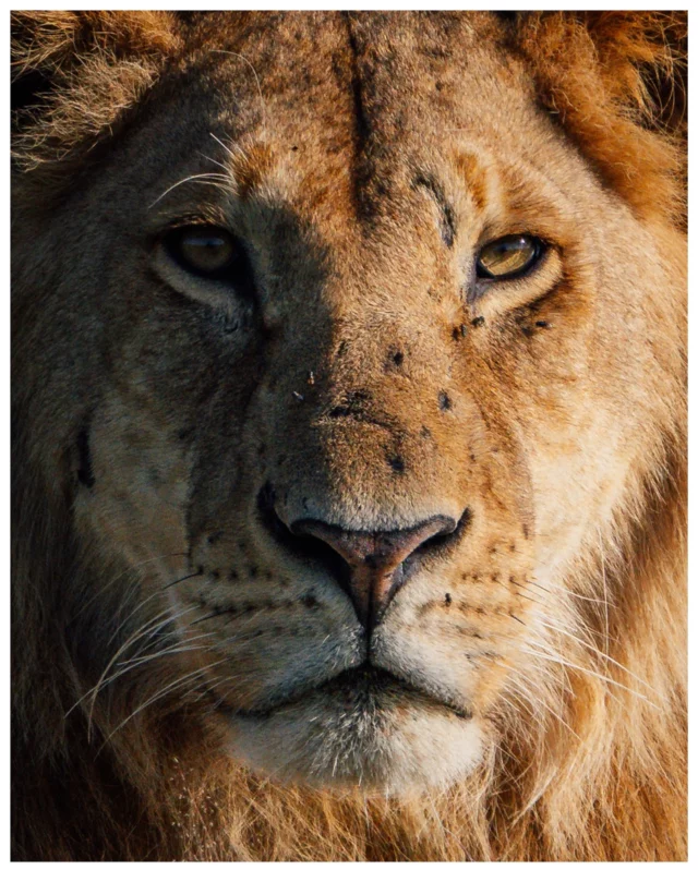 Land of Lions.  (On safari in #Tanzania with @unikat.afrika and @couchsafaripodcast | Advertisement.) 🇹🇿  In a short span of only 8 days on safari in the Ngorongoro crater and the Serengeti we saw a total of 63 lions. One historical day around Namiri plains and Gol Koppjes we saw 36 lions during a single game drive. Minds were blown. And I’m not even mentioning the leopard and serval kills right next to our car. On that same day.  And all of that during the rainy season. When it’s dry I can’t even envision what it must be like. Absolute madness!  No wonder a renowned Tanzanian photographer once told me: „The Serengeti simply delivers.“. Turns out he was right.  However, I personally would always choose the low season when visiting the famous Northern circuit in Tanzania.  Why’s that you might ask? We had a few sightings that we shared with other cars. It was never crazy like it might get in the dry season, but when there were 10 cars around a leopardess and she had to crawl underneath one vehicle to get to her desired resting spot I got a glimpse of what it could be like during the high season.  One shared sighting with 4 other cars was particularly infuriating. Never before did I have to ask guests in another car to shut off the music on a game drive before in my life. They were blasting Hakuna Matata on their boom box next to a visibly scared leopard, who couldn’t access its prey in a tree because of the human interference.  We discussed these issues on @couchsafaripodcast in more detail, but essentially I would suggest to avoid the high season in parks as busy as the Serengeti—or if you can opt for private concessions like the one at @andbeyondkleinscamp.  That first lion photo was taken on a drive from Klein‘s camp up to the Mara River. We were completely alone not just during that sighting, but for the whole day—and this stunning male lion also seemed to not have seen many cars or people in his lifetime. His inquisitive eyes tell the whole story.  And that’s a feeling that shouldn’t be messed up by loud music or champagne glasses clinking, but instead witnessed in awe and with respect.