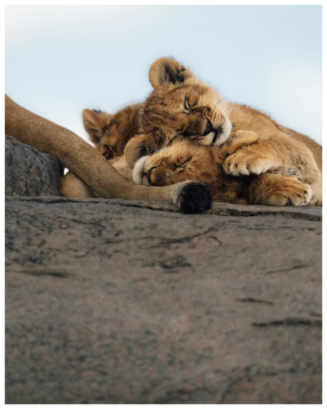 Scenes from a day of 39 lions in the Serengeti, Tanzania 🇹🇿 
(@unikat.afrika and @couchsafaripodcast | Advertisement).  These young cubs were not always as innocent as in these photos. At times they looked like little angels—just sleeping or piously looking up to Mom, but the peace never lasted long.  Most of the time they were chewing off each others ears or very intent on suckling, but mother wasn’t having it. So she kept growling and moving away from her babies, pushing them and making sure she gets some rest as well. But she never moved far away. So her rest would get interrupted quickly.  Usually lions don’t provide much of a show during the light of day, but with cubs some action is guaranteed—and so we stayed with each of the lion families longer than expected—and never reached our goal of the day: Gol Koppjes.  We missed the chance of seeing the large wildebeest herds of the great migration, but the distractions along the way were very worth it ☺️  Soon there will be a @couchsafaripodcast episode in which we’ll talk through that outstanding day in more detail. So stay tuned!